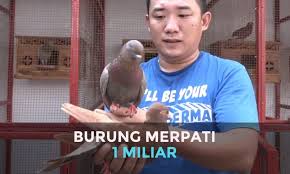 1686 quotes have been tagged as patience: Seekor Burung Merpati Seharga 1 Milyar Rupiah