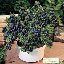 Yaban mersini tarihçesi, yaban mersini biyokimyasal yaban mersini, kuzey avrupa, amerika'daki rocky dağları ve türkiye'de, karadeniz bölgesi. Meyveli Saksili Bodur Yaban Mersini Blueberry Likapa Fidani Hepsibahcemden