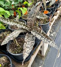 Image result for Kraussia kirkii