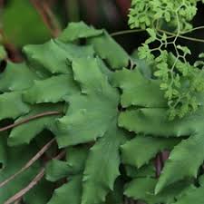 Image result for Lygodiaceae