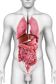Spleen Removal Types Benefits And Risks Abdomen Hip Replacement Exercises Exercise Abdomen