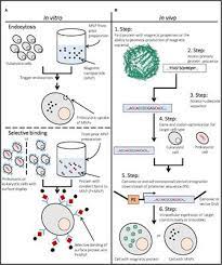Check spelling or type a new query. Frontiers Intrinsically Magnetic Cells A Review On Their Natural Occurrence And Synthetic Generation Bioengineering And Biotechnology