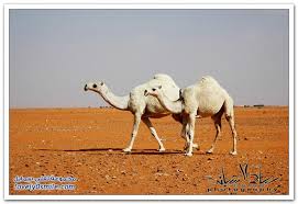 صور مسميات ومصطلحات الإبل عند أهلها لفلي سمايل