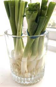Then, cover the bulb with soil and add water until the soil is just moist. Grow Scallions Indoors Gardening