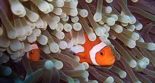 In The Coral Triangle Clownfish Figured Out How To Share Clown Fish Commensalism Anemone
