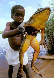 Лягушка - Голиаф. Самая гигантская жаба, о существовании которой вы не  подозревали | Флора и Фауна✓ | Дзен