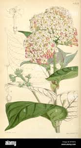 Image result for Rogiera amoena