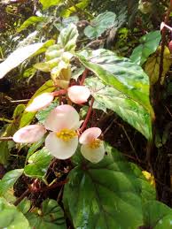 Image result for Begonia meyeri-johannis