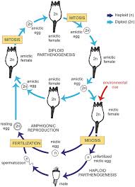 Changes from diploid to haploid. Reproduction A Taxonomic Survey Chapter 7 The Biology Of Reproduction