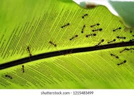 Image result for Parkeriaceae