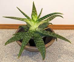 Check spelling or type a new query. How To Make Succulents Bloom Debra Lee Baldwin