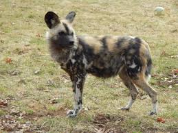 El licaón (lycaon pictus) normalmente son las hembras las que abandonan el grupo para formar una manda nueva, y lo suele hacer a partir de los dos años y medio. African Painted Dog Potawatomi Zoo