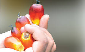 Kelapa sawit tenera adalah hasil persilangan dari kelapa sawit dura dan pisifera sehingga menghasilkan varietas dura yang lebih unggul #kelapasawit #tenera. Berita Sawit Mengenal Benih Sawit Palsu