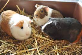 Pin On Animals Are Awesome
