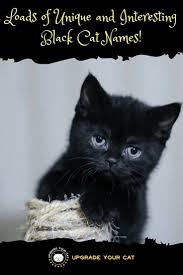 Huge List Of Unique Black Cat Names Upgrade Your Cat Cute Cat Names Kitten Names Unique Girl Cat Names
