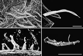 Image result for Paralepistemon shirensis