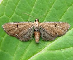 Image result for Eupithecia lanceata