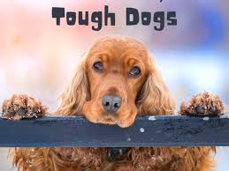 These are the top dog names starting with c. 90 Tough And Badass Dog Names Outlaws And Gangstas Pethelpful