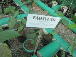 Image result for Strombosia