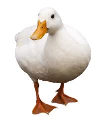 Duck Png Pencil Drawings Of Animals Animal Paintings Pet Ducks