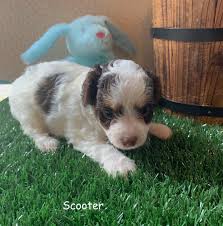 They have had all their. Yorkiepoo S Yorkipoo Teacup Yorkiepoos Yorkies