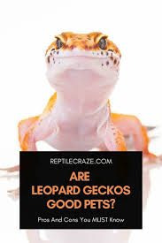 Maybe you would like to learn more about one of these? Are Leopard Geckos Good Pets Pros And Cons You Must Know Reptile Craze