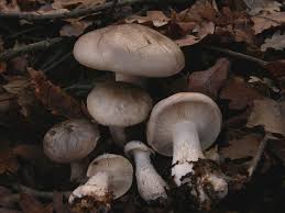 Image result for Clitocybe multiceps