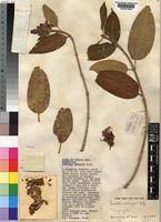 Image result for Dissotis melleri