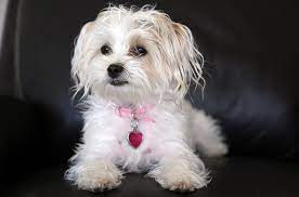 Puppies less than 2 lbs require the special care and attention the first 2 weeks in their new home. Yorkie Bichon Dog Breed Health Temperament Training Feeding And Grooming Petguide