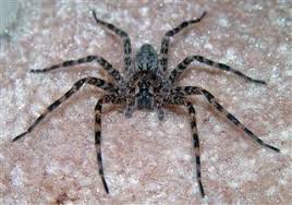 Spiders will eat almost anything they can catch, including flies, mosquitoes, cockroaches, bedbugs, crickets and moths. What Do Spiders Eat You Just Can T Guess It Animal Sake