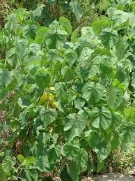 Image result for Abutilon indicum