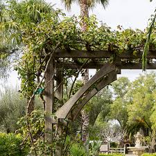Flowering vines for trellis in florida. Where Can I Get The Best Trellises For My Climbing Plants