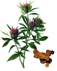 Bai Zhu Archives - PharmacopeeChinoise.com