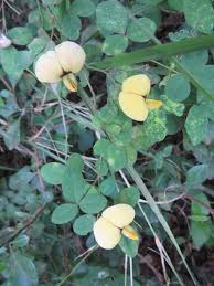 Image result for Rhynchosia caribaea