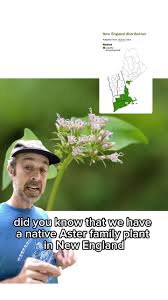 Image result for Mikaniopsis