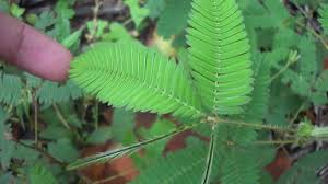 Check spelling or type a new query. How To Grow And Care For The Sensitive Plant In Containers