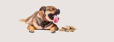 Is Rice Water Best For Dehydration In Dogs Archives Petting My Dog