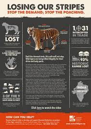 latest news endangered animals facts pet tiger tiger facts