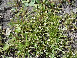 Image result for Limosella grandiflora