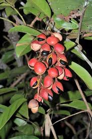 Image result for Connaraceae