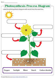 Attach this sheet to your diagram. Label The Photosynthesis Diagram Photosynthesis Worksheet Science Worksheets Photosynthesis