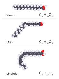 Image result for Fatty Acid