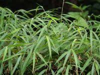 Image result for Microstegium fasciculatum