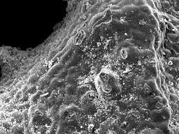 Image result for Fagonia isotricha