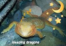 Can my beardie sleep with me?