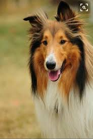 Collie Kopek