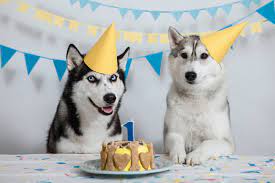 Check spelling or type a new query. Dog Birthday Party Supplies Plan The Ultimate Celebration For Your Pup