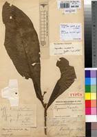 Image result for Argomuellera