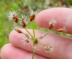 Image result for Fimbristylis dichotoma