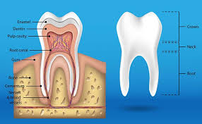 What Is A Pulpectomy Treatment For Children Absolute Dental